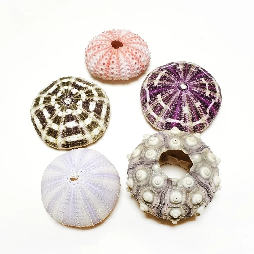 Conchas de ouriço coloridas de ouriço natural variadas para plantas de ar, artesanato e decorações, artesanato faça você mesmo