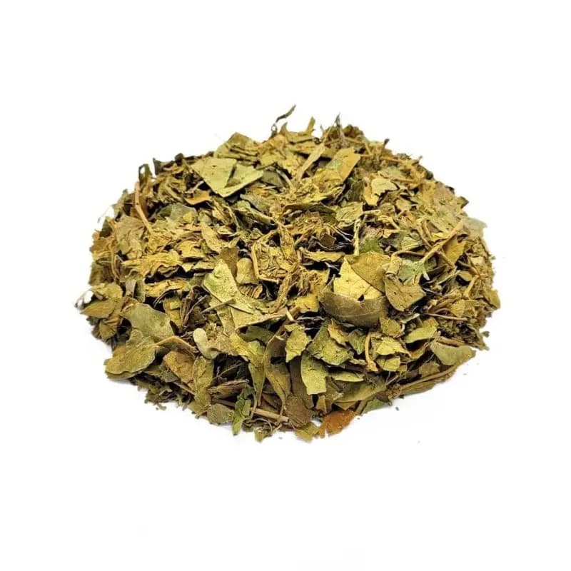 Gimnema Sylvestre, Folhas ( Gymnema sylvestris)