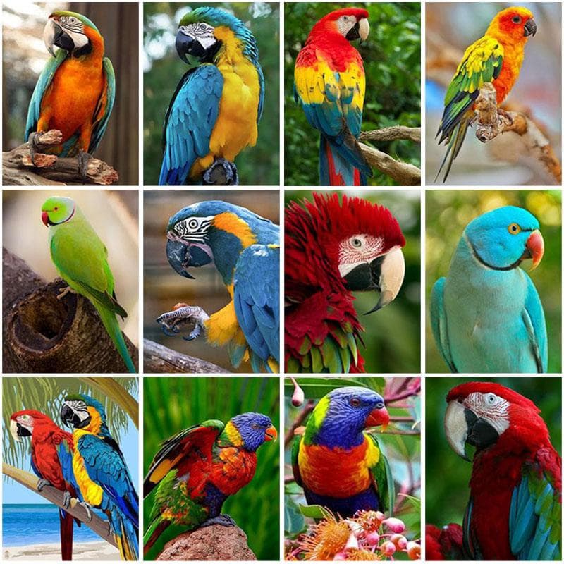 5d diy pintura diamante papagaio redondo completo broca pássaros animal bordado ponto cruz kits de mosaico artesanal presente
