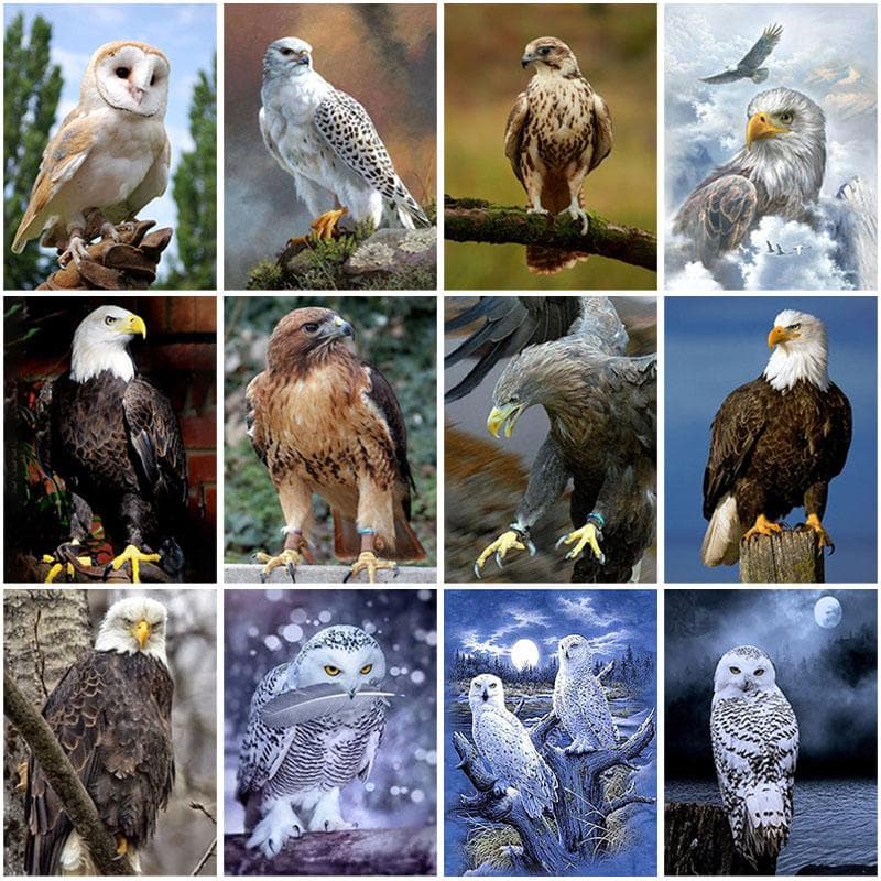 Diy coruja 5d pintura diamante completa redonda broca mosaico animais pássaros diamante bordado kits de ponto cruz decoração para casa arte da
