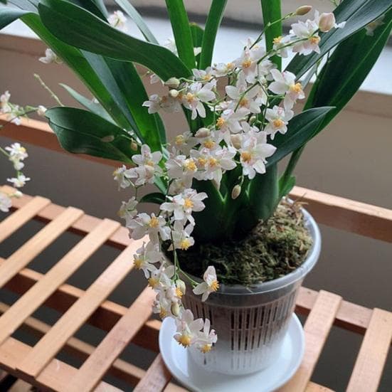 Vaso de Orquídea Transparente Vaso de Orquídea com Furos de Drenagem Fundo Elevado Respirável Vaso de Planta com Fendas para Transplante Uso