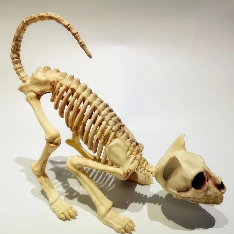 Decoração criativa de esqueleto assustador de Halloween, esqueleto de gato agachado, modelo de crânio de gato, ossos de animais assustadores para