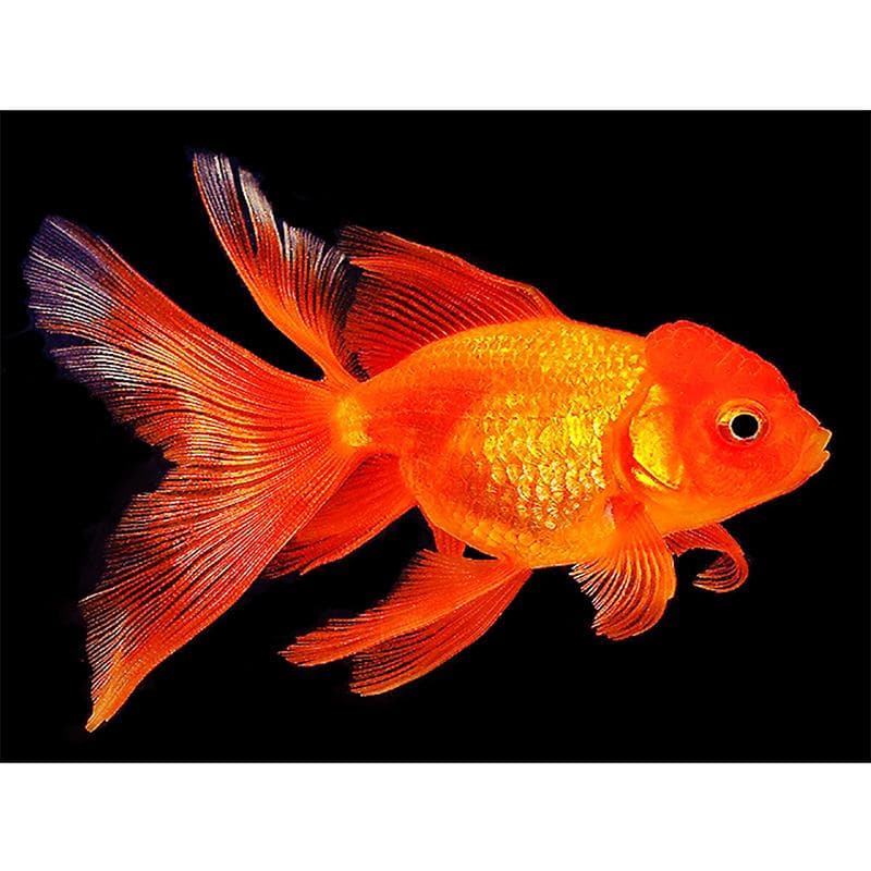 Pintura completa 5D faça você mesmo com diamantes, peixinho dourado, bordado com diamantes, ponto cruz completo, decoração para casa, presente