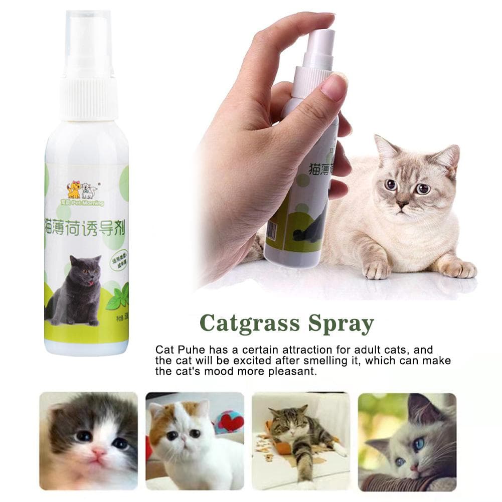50ml Cat Catnip Spray Natural Saudável Seguro Efeito a Longo Prazo Catnip Spray Para Gatinhos Gatos Atraente Treinamento de Animais de Estimação