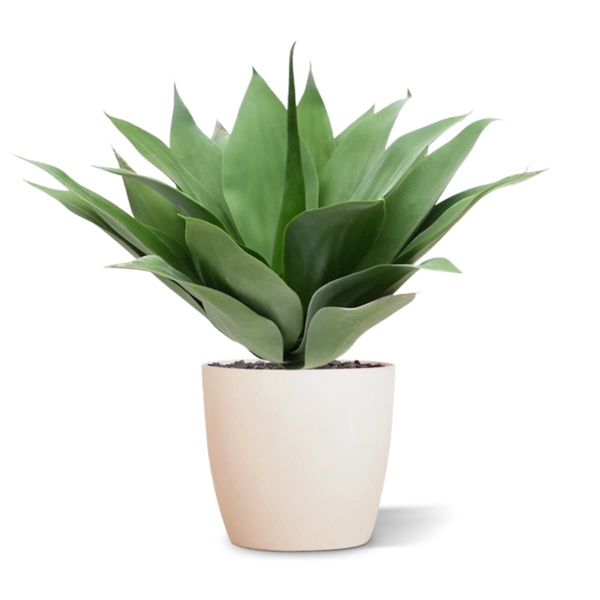 Agave Bouquet 50 cm UV