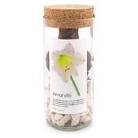 Amaryllis Branco-Crescer Garrafa 700 g - Life in a bag