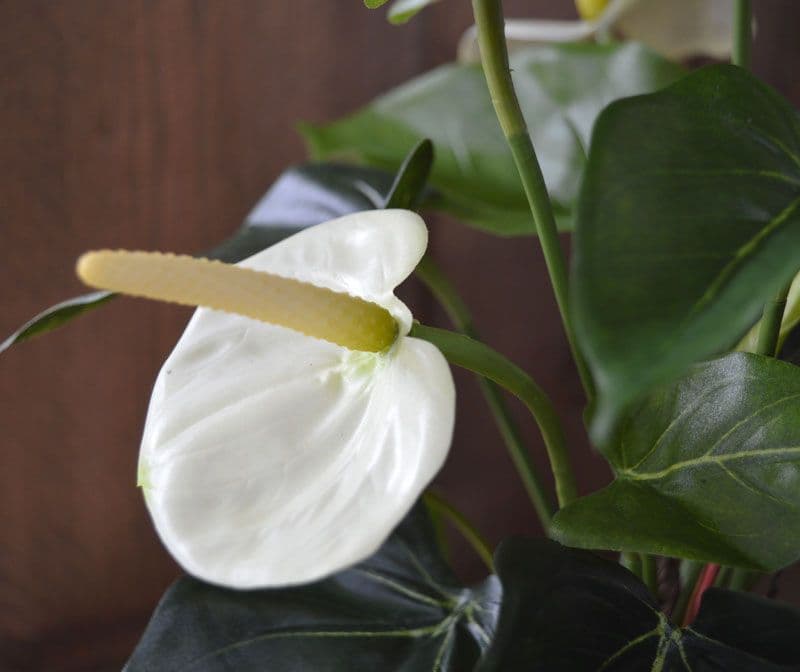 Planta artificial antúrio 40cm - creme em vaso de cultivo de 10cm