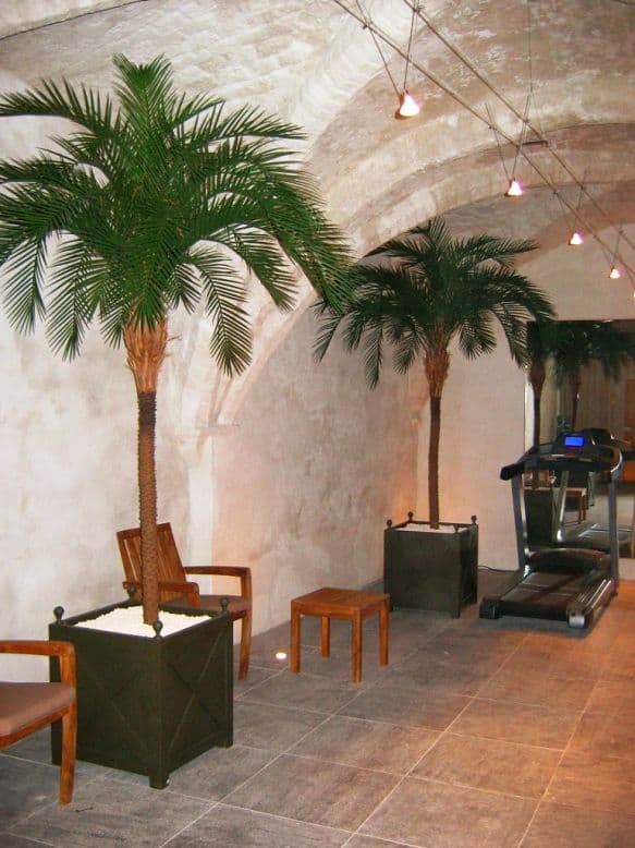 Phoenix Palm Deluxe OD 300cm