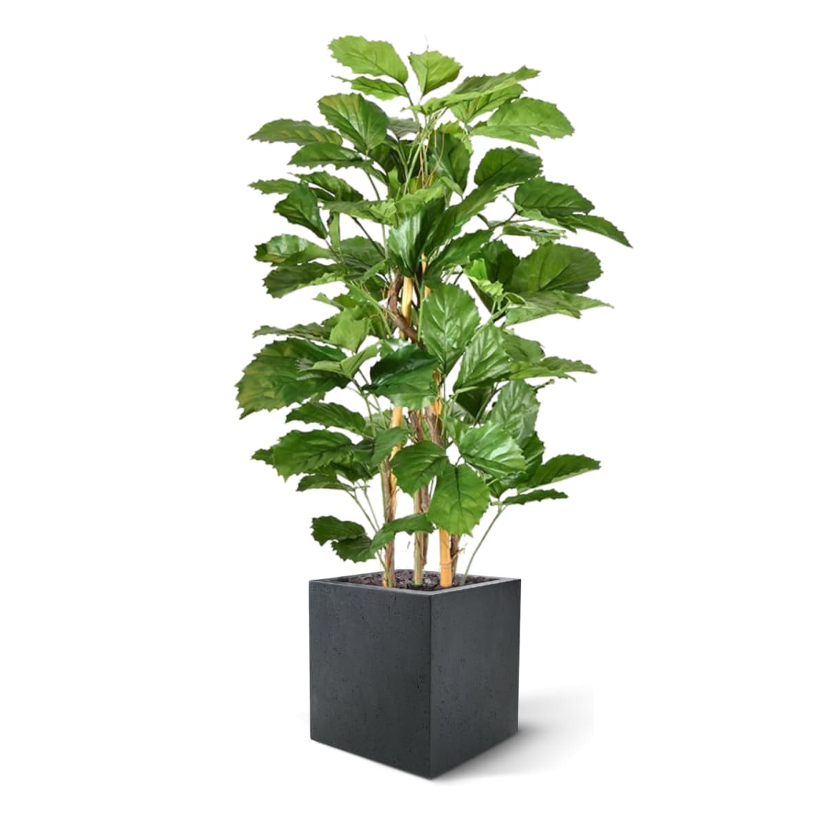 Tetrastigma planta artificial 120cm