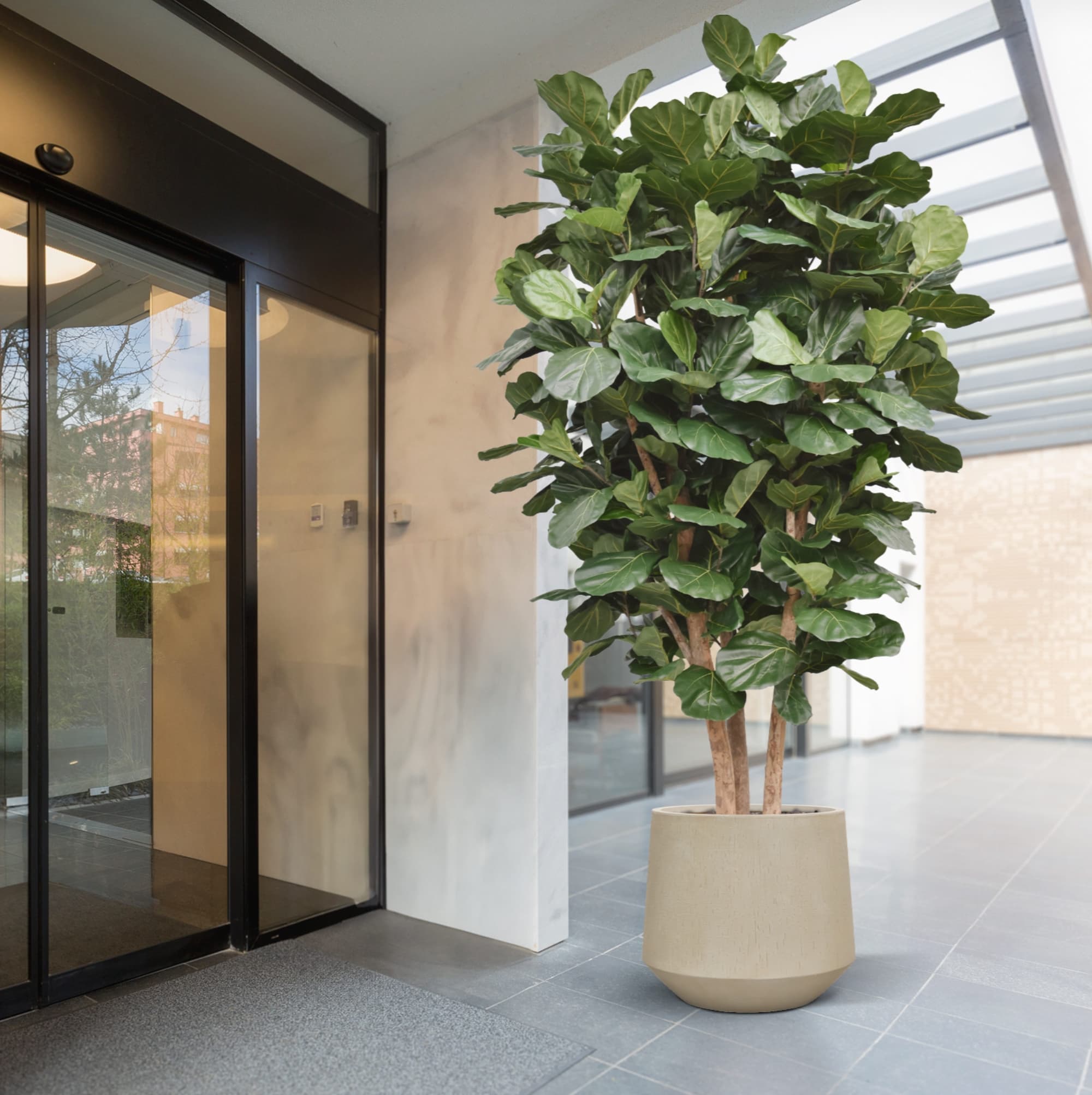 Árvore Lyrata Gigante Coluna Artificiais Deluxe 300cm